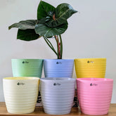 Decor 10 (10 Inches, pack of 6), 6 Color Pots